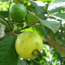 3'' Plant Guayava Guava Psidium Magnoliopsida, Guava Fruit Plant