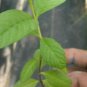 3'' Plant Guayava Guava Psidium Magnoliopsida, Guava Fruit Plant