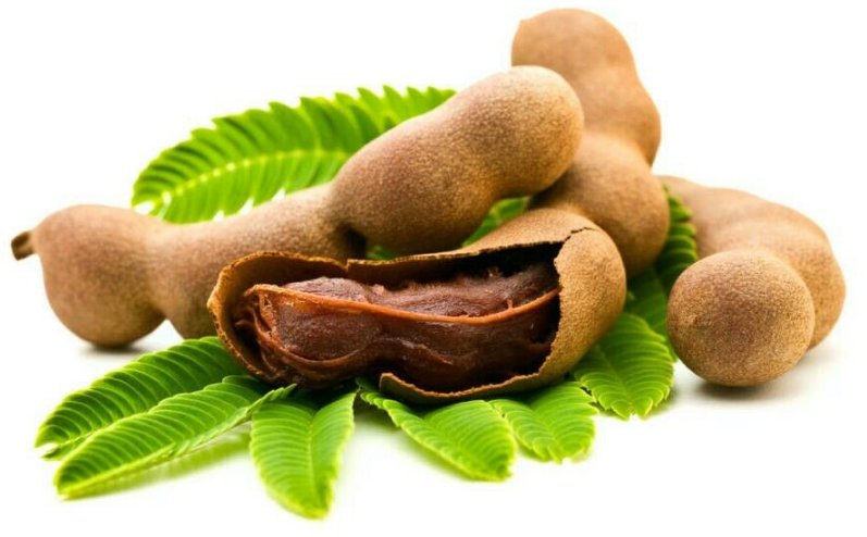 10'' Plant Tamarind Tree Live Plant, Tamarind Tree Live