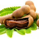 10'' Plant Tamarind Tree Live Plant, Tamarind Tree Live