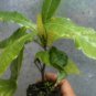 Small Plant Soursop , Live Starter Plant Annona Cherimoya Squamosa