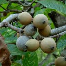 2'' Plant Jagua Genipa Americana, Fruit Tree