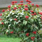 5'' Plant Annatto Achiote Live Tree Plant