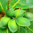 Small Plant Almond Tropical, Terminalia Catappa Tree Live