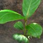 Small Plant Almond Tropical, Terminalia Catappa Tree Live