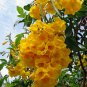 Small Plant Trumpet Shrub Bush, Tecoma Stans, Yellow Elder