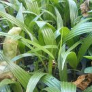 Small Plant Washingtonia Filifera Palm, Palm Tree Live Plant