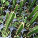 3'' Plant GuayaCereus Jamacaru, Cactus Mandacaru Live Plant