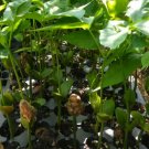 Small Plant Sandoricum Koetjape. SantolTropical Live Fruit