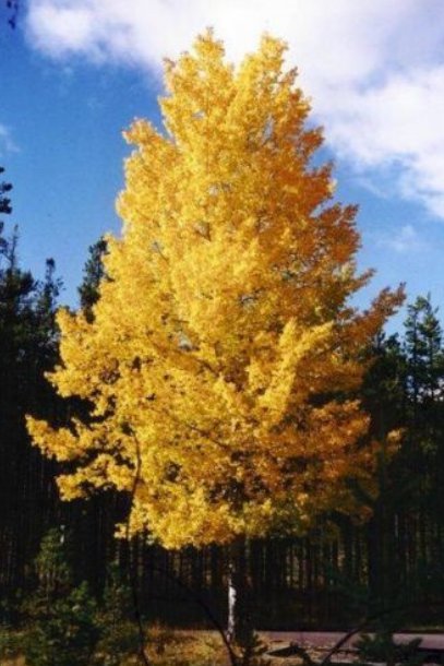 5 Pcs Seed Quaking Aspen, Populus tremuloides Seed