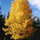 5 Pcs Seed Quaking Aspen, Populus tremuloides Seed