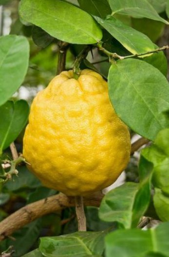 5 Pcs Seed Poderosa Lemon, Citrus limon Ponderosa Tree Seed