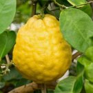 5 Pcs Seed Poderosa Lemon, Citrus limon Ponderosa Tree Seed