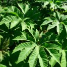 5 Pcs Seed Tetrapanax Papyrifera Steroidal Giant