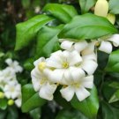 5 Pcs Seed Orange Jasmine, Murraya paniculata Seed
