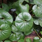 5 Pcs Seed Giant Leopard Plant, Farfugium japonicum Gigantea Seed