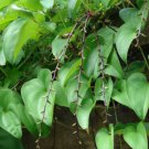 5 Pcs Seed Purple Yam, Dioscorea alata Seeds