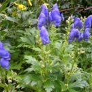 5 Pcs Seed Monkshood, Aconitum carmichaelii Seeds