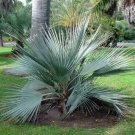 5 Pcs Seed Mazari Palm, Nannorrhops ritchiana Seeds