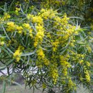 5 Pcs Seed Acacia confusa Exotic Seeds