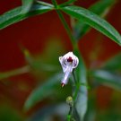 10 Pcs Seed Green Chiretta, Andrographis paniculata Seeds