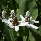 5 Pcs Unique Seeds Anemopsis californica