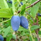 5 Pcs Seed Honey Berry, Lonicera caerulea edulis Seeds
