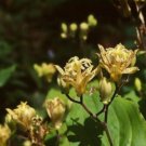 5 Pcs Seed Japanese Toad Lily, Tricyrtis puberula Plant Seeds