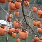 5 Pcs Seed Asian Persimmon, Diospyros kaki Plant Seeds