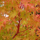 5 Pcs Seed Sango Kaku Japanese Maple, Acer palmatum ‘Sango Kaku’ Seed