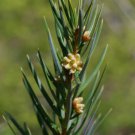 5 Pcs Seed Keteleeria evelyiana Seeds