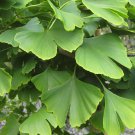 5 Pcs Seed Ginkgo, Ginkgo biloba Seed