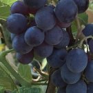 5 Pcs Seed Concord Grape, Vitis labrusca Concord Seeds