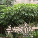 5 Pcs Seed Umbrella Tree, Schefflera pueckleri Seeds