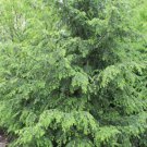 5 Pcs Seed Eastern Hemlock, Tsuga canadensis Seeds