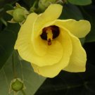 5 Pcs Seed Mahoe Hibiscus, Hibiscus tiliaceus Seeds