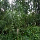 5 Pcs  Hardy Queen Palm, Syagrus romanzoffianum hardy form Seeds