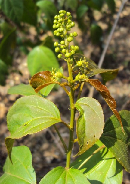 5 Pcs Seed Croton tiglium Seeds