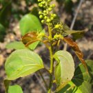 5 Pcs Seed Croton tiglium Seeds