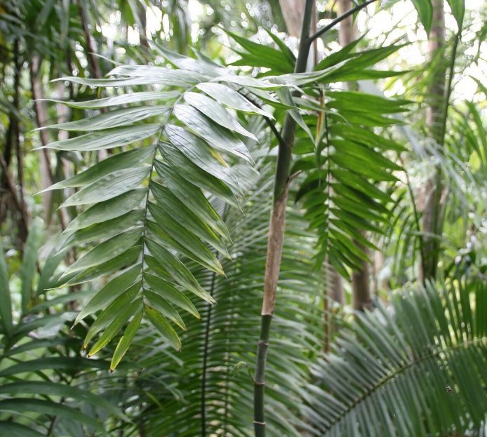 5 Pcs Seed Bamboo Palm, Chamadorea costaricana Seeds