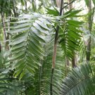5 Pcs Seed Bamboo Palm, Chamadorea costaricana Seeds