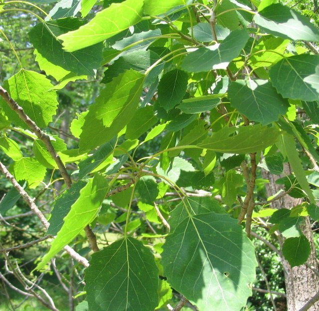 5 Pcs Seed Bigtooth Aspen, Populus grandidentata Seeds