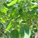5 Pcs Seed Bigtooth Aspen, Populus grandidentata Seeds