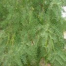 5 Pcs Seed Honey Mesquite, Prosopis glandulosa Seeds