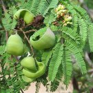 5 Pcs Seed Caesalpinia Coriaria Plant seeds