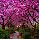 10 Pcs Seed Judas Tree, Cercis siliquastrum Seeds