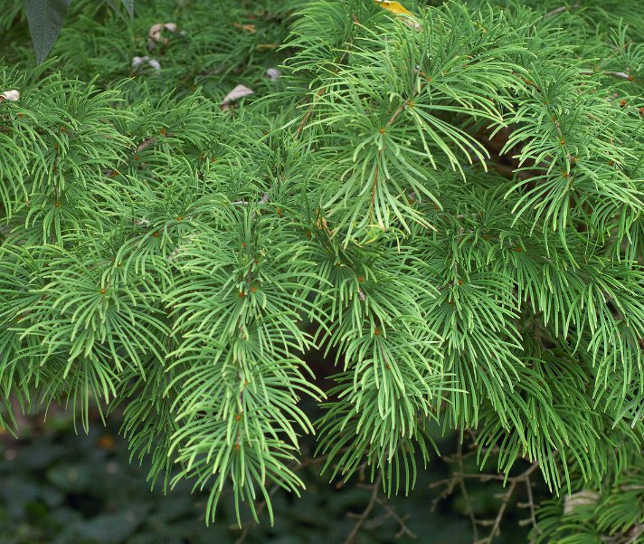 5 Pcs Seed Pseudolarix amabilis Plant Seeds