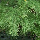 5 Pcs Seed Pseudolarix amabilis Plant Seeds
