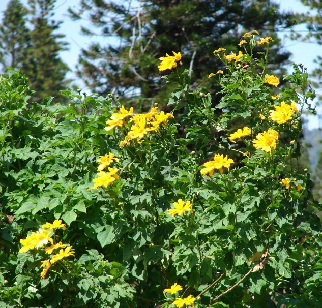 5 Pcs Seed Giant Sunflower Tree, Tithonia diversifolia Seeds