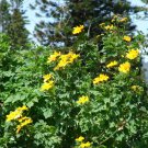 5 Pcs Seed Giant Sunflower Tree, Tithonia diversifolia Seeds